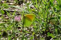 Gonepteryx cleopatra