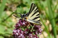 Iphiclides podalirius