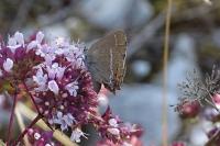 Satyrium spini