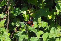Vanessa atalanta