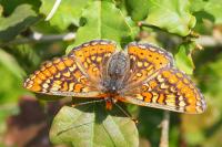 Euphydryas aurinia