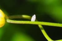 Anthocharis cardamines