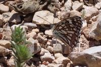 Melanargia occitanica