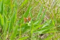 Euphydryas aurinia