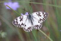 Melanargia occitanica