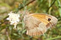 Maniola jurtina