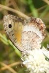 Arethusana arethusa ganda