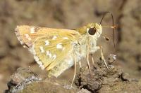 Hesperia comma