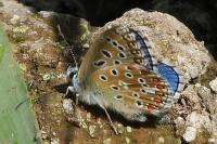 Lysandra bellargus