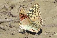 Argynnis pandora