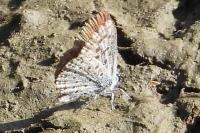 Pseudophilotes baton