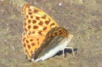 Argynnis paphia