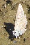 Polyommatus daphnis
