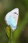 Glaucopsyche alexis