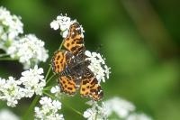 Araschnia levana