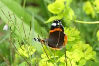 Vanessa atalanta