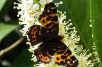 Araschnia levana