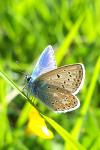 Polyommatus icarus