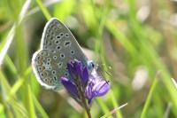 Polyommatus icarus