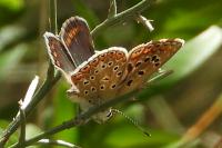 Polyommatus icarus