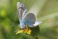 Glaucopsyche alexis