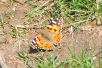 Vanessa cardui