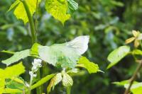 Pieris napi