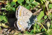Polyommatus icarus
