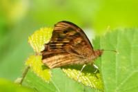 Pararge aegeria