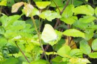 Gonepteryx rhamni