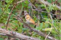 Vanessa cardui