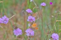 Euphydryas aurinia