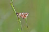 Spialia sertorius