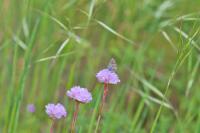 Aricia agestis