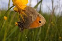 Coenonympha pamphilus