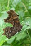 Polygonia c-album