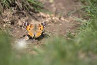 Vanessa cardui
