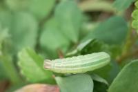 Thymelicus lineola