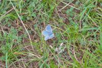 Lysandra bellargus