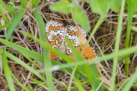 Melitaea cinxia