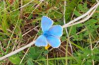 Lysandra bellargus