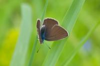 Cyaniris semiargus
