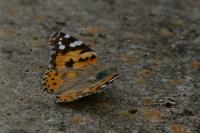 Vanessa cardui