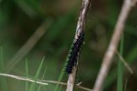 Aglais io
