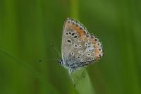 Aricia agestis