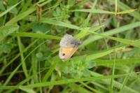 Coenonympha pamphilus