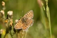Melitaea cinxia