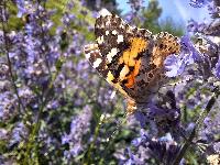 Vanessa cardui