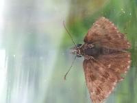 Erynnis tages