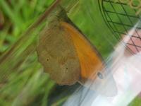 Maniola jurtina